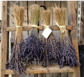 Dried lavender flowers which may eventually be made into essential oils - Amazon.com - All Rights Reserved