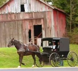 Amish Horse & Carriage