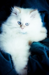 Beautiful White Cat
