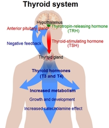Thyroid System