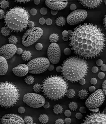 Pollen Pods