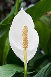 Peace Lily Flower - Wikipedia - All Rights Reserved