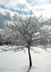 Winter Trees - Wikipedia