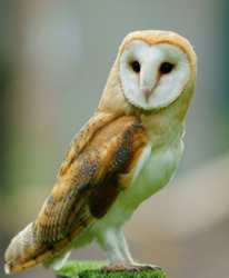 The Barn Owl - Wikipedia