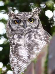 The Spotted Owl - Wikipedia.com