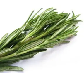 Rosemary Herb- HB Media - All Rights Reserved