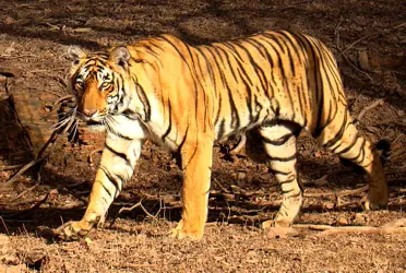 Bengal Tiger - Wikipedia