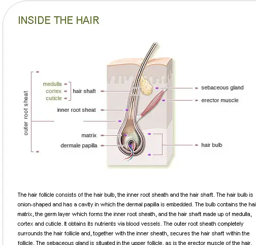 Inside The Hair