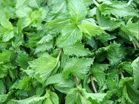 Spearmint Leaves - Wikipedia - All Rights Reserved