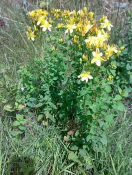 St. Johns Wort Plant - Hypericum perforatum - Wikipedia.com - All Rights Reserved