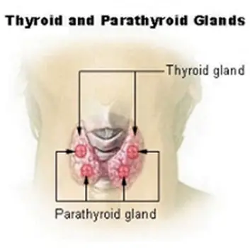 The Thyroid & Parathyroid Glands - Wikipedia.com - All Rights Reserved