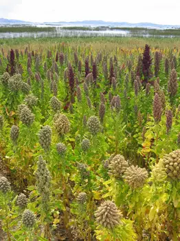 Landscape with Chenopodium quinoa near Cachilaya, Bolivia, Lake Titicaca - Wikipedia - All Rights Reserved