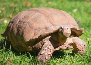 Tortoise And Hair To Raise Funds For Alopecia Areata