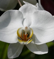 Orchid