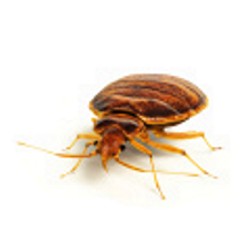 Bedbugs