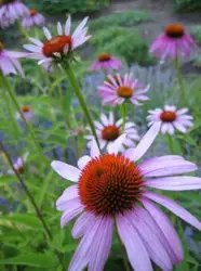 Fields of Echinacea Flowers