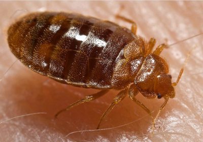 Hairy Bed Bugs - CDC/ Harvard University, Dr. Gary Alpert; Dr. Harold Harlan; Richard Pollack. Photo Credit: Piotr Naskrecki via Wikimedia Commons