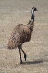 Emu