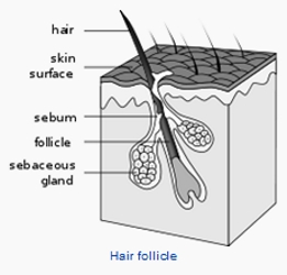 Hugging Your Way To Faster Hair Growth - Hair Follicles - Wikipedia - All Rights Reserved