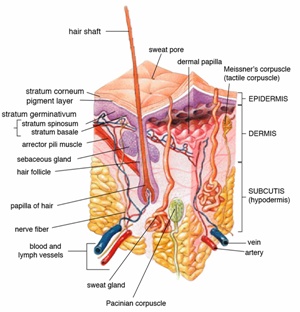 PCOS And Women's Hair Loss