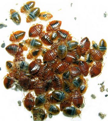 HairyBedBugs - SwarmOfBedBugs - CC BY-SA 3.0, https://commons.wikimedia.org/w/index.php?curid=2648122