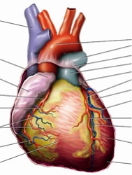 Human Heart