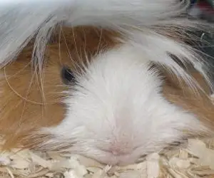 guinea pig - small mammal pet