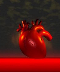 Human Heart