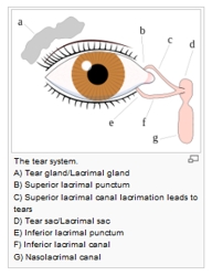 Tear Gland - Wikipedia