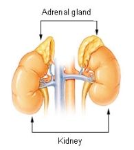 Adrenal Gland