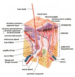 Image Of Hair Follicle 