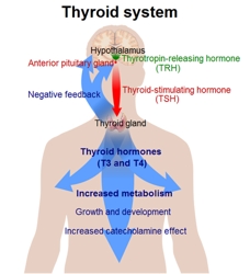 Thyroid System - Image From Wikipedia