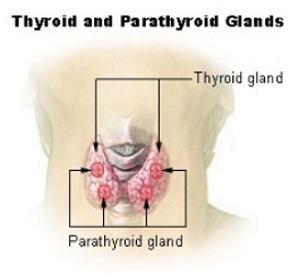 Thyroid Gland - Wikipedia