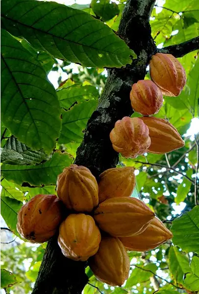 Cacao (Theobroma cacao)