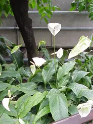 Peace Lily Plant