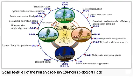 Sleep Circadian Cycle - Wikipedia