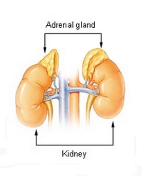 Adrenal Gland - Wikipedia - All Rights Reserved