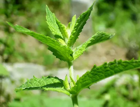 Spearmint - Wikipedia - All Rights Reserved