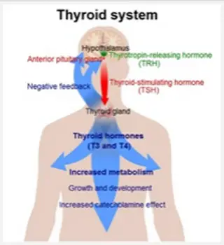 The Thyroid System - Wikipedia.com - All Rights Reserved