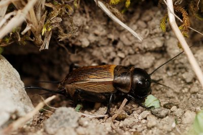 Eat Crickets For Hair Loss And Regrowth?