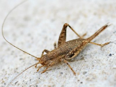 Eat Crickets For Hair Loss And Regrowth?