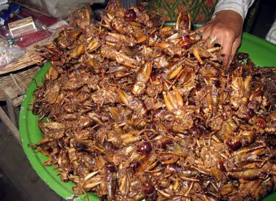 Eat Crickets For Hair Loss And Regrowth - Fried Crickets In Cambodia - Wikipedia