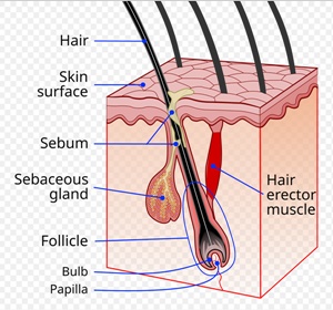 Hair Follicle