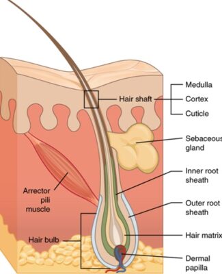 Benefits Of Ginseng For Your Hair