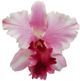 Karen Marie's Jewels - Le Fleur Collection - Cattleya Orchid - Baby Pink (1)