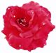 Michelle Roy - Large Silk Rose Clips - Coral Red W/ Swarovski Crystal Accents