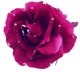 Michelle Roy - Large Silk Rose Clips - Fuschia W/ Swarovski Crystal Accents