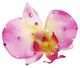 Michelle Roy - Medium Silk Orchid Clip - Pink w/Swarovski Crystal Accents